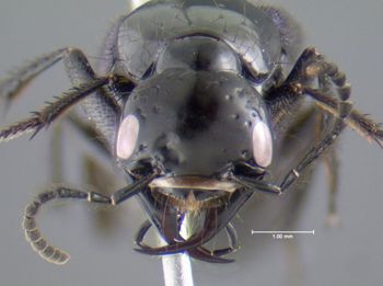 Media type: image;   Entomology 601682 Aspect: head frontal view